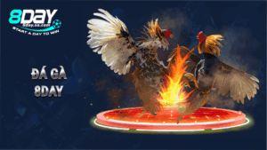 Trang chủ 27 Đá gà