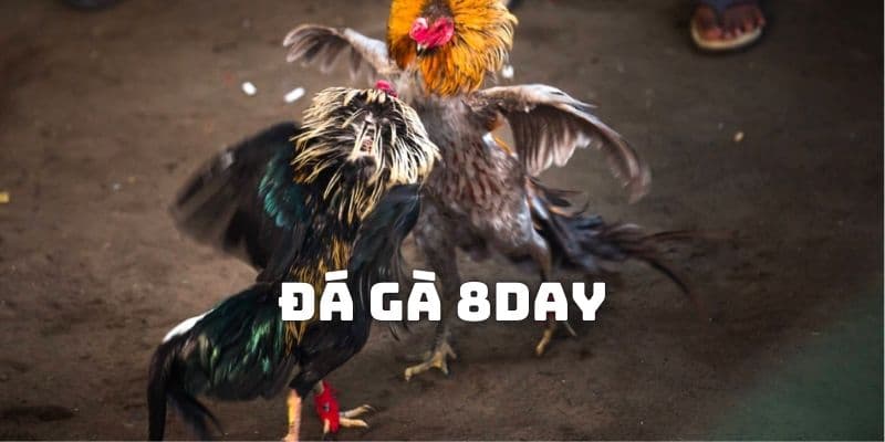 Trang chủ 53 Sảnh chơi đá gà